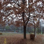 Locul 5 - Livia Locul 5 - Livia