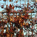 IMG_5003 IMG_5003