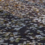 IMG_5011 IMG_5011