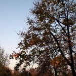 IMG_5014 IMG_5014
