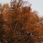 IMG_5018 IMG_5018