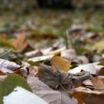 IMG_5022 IMG_5022