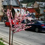 Sinaia_11 Sinaia_11